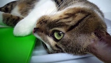 Are Cute Kittens not Allowed to Sit Here