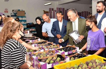 Bursa haberi... Kraliçe inciri için Bursa Büyükşehir devrede