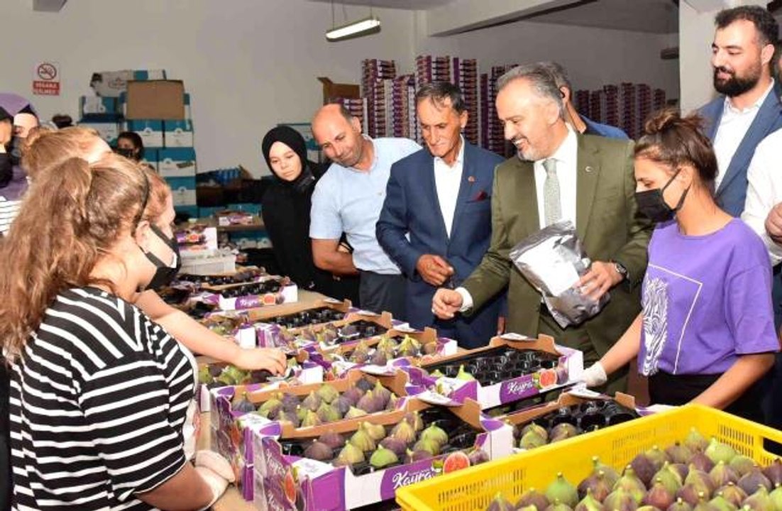 Bursa haberi... Kraliçe inciri için Bursa Büyükşehir devrede