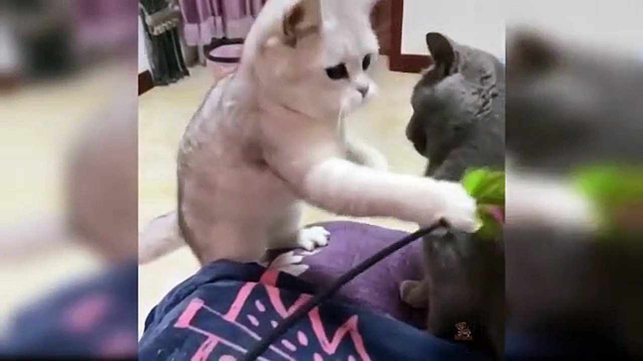 Хүүхдийн_муур_-_Хөөрхөн_хөгжилтэй_муурны_видеонууд