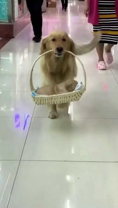 funny video-funny dogs #shorts