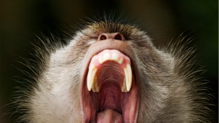 Monkey kills a man by flinging a brick from a house