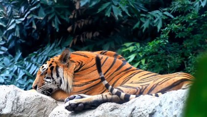 Wild animals in the earth is most beautiful 