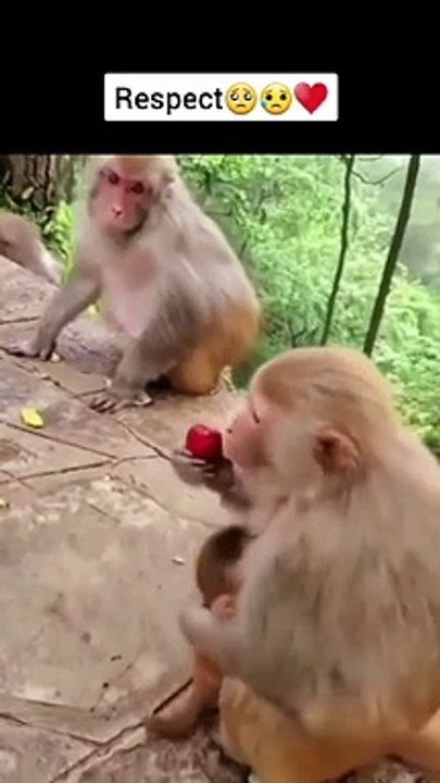 AFFE - Respekt ❤️ #SHORTS