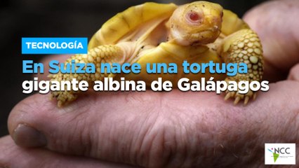 En Suiza nace una tortuga gigante albina de Galápagos