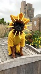 Be the sunshine like smart, sassy, snuggly