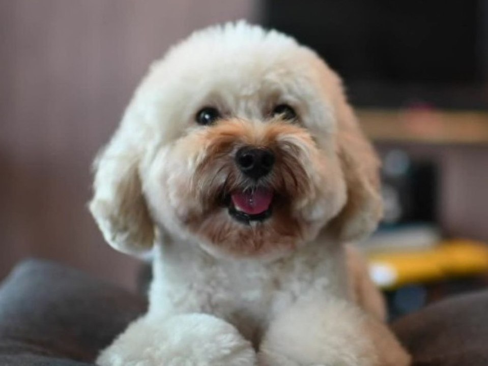 Vierbeiner erlaubt: Diese Stadt hat die tierfreundlichsten Vermieter