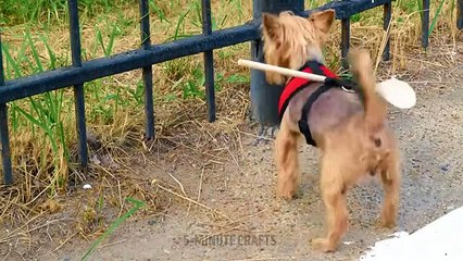 PRICELESS HACKS & COOL GADGETS FOR PET OWNERS