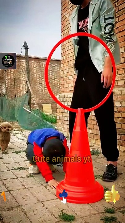 Amazing Training Dog Animal Videos 2022 |  Dog Training Jumping Videos | Cute Animals Yt