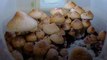 Research Suggests Psilocybin Mushrooms Could Help Heavy Drinkers Quit