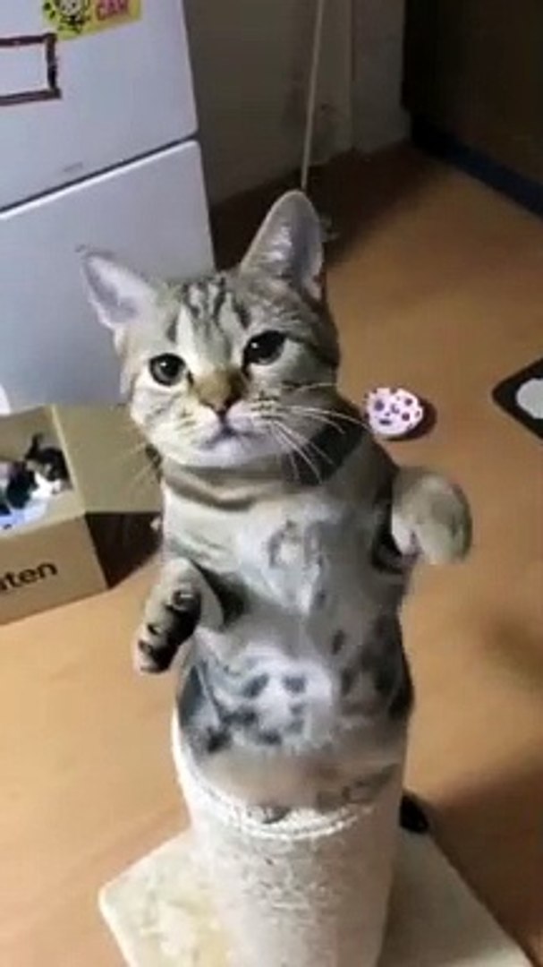 cute animals Best Funny Animals Videos