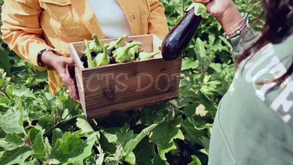 Did You Know? Classification Of Eggplant || FACTS || TRIVIA