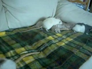 Les bibous de Isis en sortie avec tata Louna et Athéna