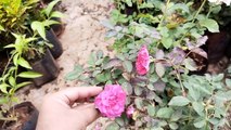 Shambho Plant Nursery Part 3 | Link Road