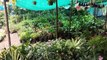 Shambho Plant Nursery Part 4 | Flower Plant Nursery | Borivali Plant Nursery