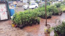 Shambhoo Plant Nursery Borivali West ,Link Road