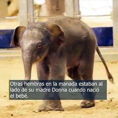 Hay una nueva adición en el zoológico de Whipsnade en el Reino Unido.