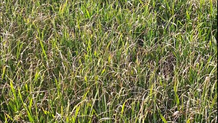 Il cuore deserto delle terre del riso, dove non c"è più acqua