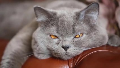 HOW Cats Apologize To Their Humans! ( unbelievable)