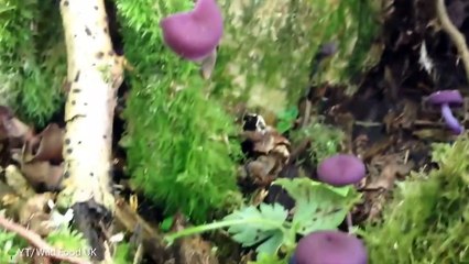 14 Weird Things People Found in the Woods