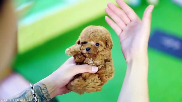 15 Extreme Trained and Disciplined Dog Breeds