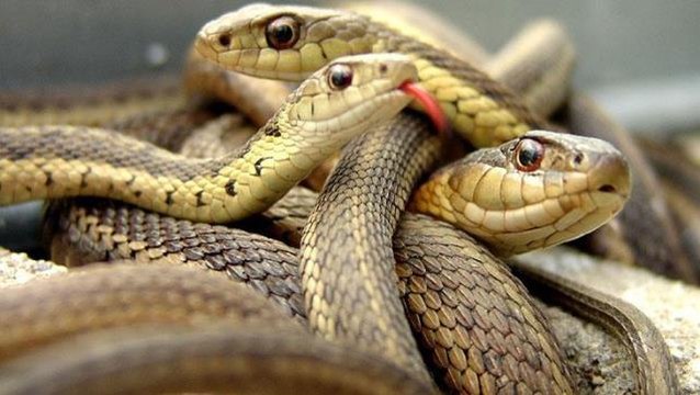 Evdeki ihbara giden yılan uzmanı, gördüğü yılan karşısında resmen dehşete kapıldı