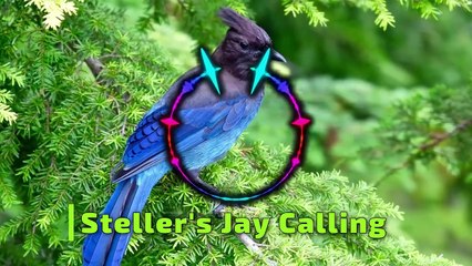 10 Most Beautiful Blue Colored Birds In The World