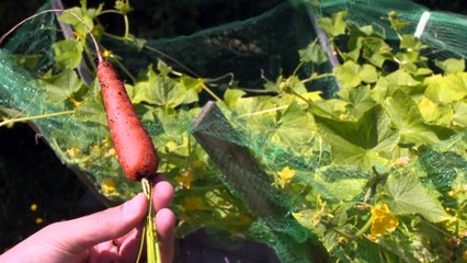 Gestion des déchets : Économie circulaire à base de crabe