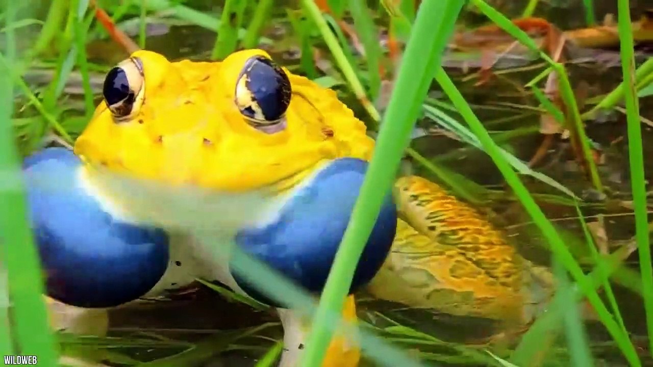 20 Unique Animals With Rare Color Patterns - video Dailymotion