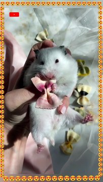 SO CUTE, Cute animals videos, Cute of the Animals