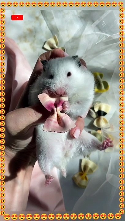 SO CUTE, Cute animals videos, Cute of the Animals