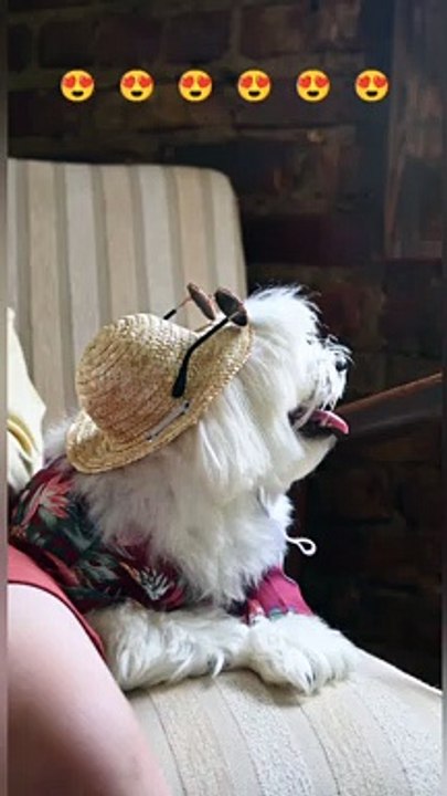 Cute Dog