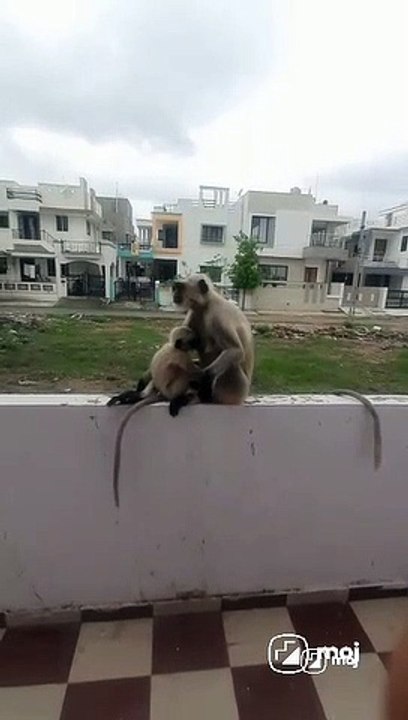 Video_monkey
