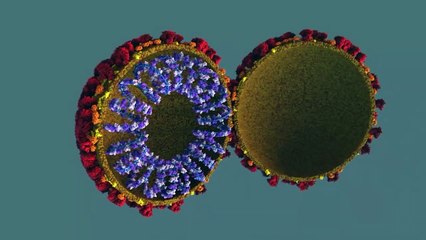 Caso inédito: homem testa positivo para varíola dos macacos, Covid e HIV