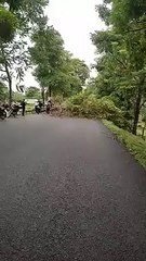 Con árboles la comunidad de Bellavista bloquean la ruta Necoclí - Turbo.