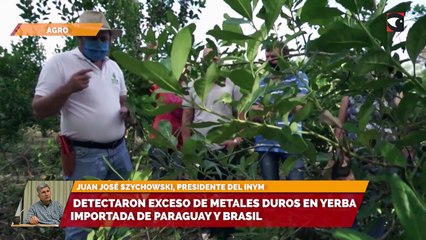 Sala cinco | Detectaron exceso de metales duros en yerba importada de Paraguay y Brasil