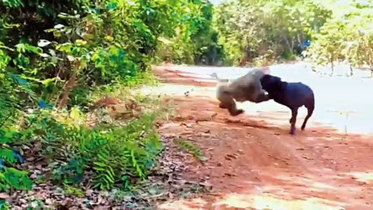 Monkey fight with dogs- Funny animals videos-try not to laugh