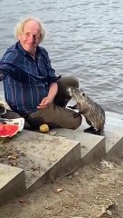 Kind Man Feeds Nutria Potatoes and Watermelon