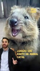 Quokka: ¡El animal más feliz del mundo!
