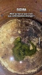 بالفيديو.. اكتشاف ثعبان مغطى بشعر أخضر في تايلند