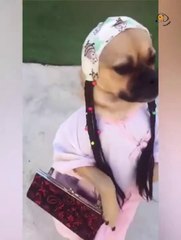 Attack Of The Funny Dogs  The Best Videos About Dogs Part-7