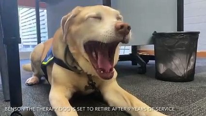 Benson the therapy dog preparing for his retirement after 9 years of service at Lake Illawarra High School