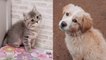 LUCU BIKIN GEMES ANAK KUCING&ANJING baby cute cats&dogs
