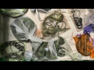 Oxnard man pleads guilty to smuggling 1700 animals — including 60 in his