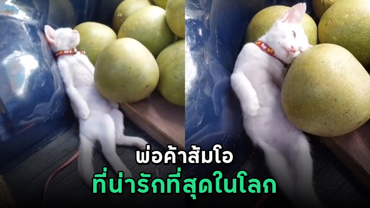 เอ็นดูไอ้ต้าวพ่อค้า นั่งขายส้มโอ ลูกค้าเรียกแทบ...