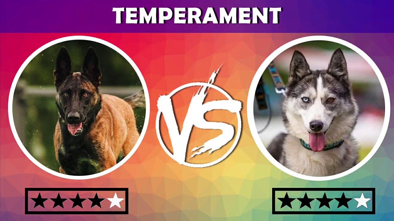 Belgian Malinois VS Husky _ Siberian husky VS Belgian malinois _ dog vs dog
