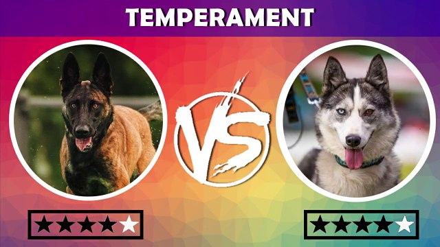Belgian Malinois VS Husky _ Siberian husky VS Belgian malinois _ dog vs dog
