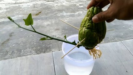 cara paling mudah menimbuhkan labu siam  untuk kita tanam