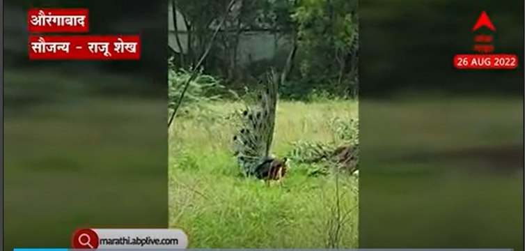 Aurangabad Peacock Dance : औरंगाबादमधील हिमायत बागेत नाचणाऱ्या मोराची नयनरम्य दृश्य