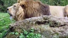 DANGEROUS LIONS IN ZOO